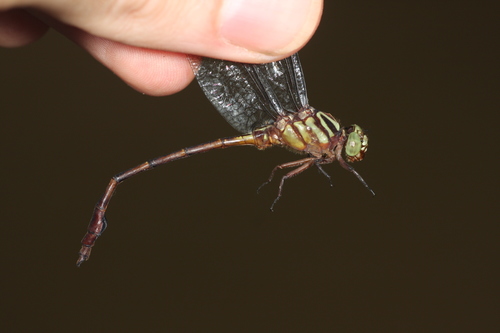 Phyllocycla medusa