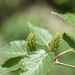 Betula chinensis - Photo (c) Yanghoon Cho, all rights reserved, uploaded by Yanghoon Cho