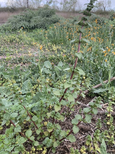 iNaturalist observation photo of Dwarf Nettle