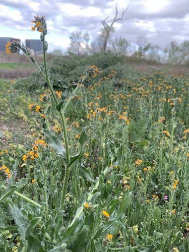 iNaturalist observation photo of Common Fiddleneck