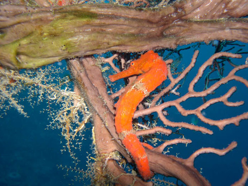 Longsnout Seahorse