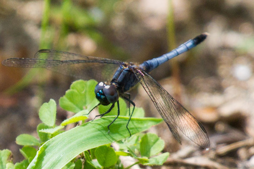 Little Blue Dragonlet