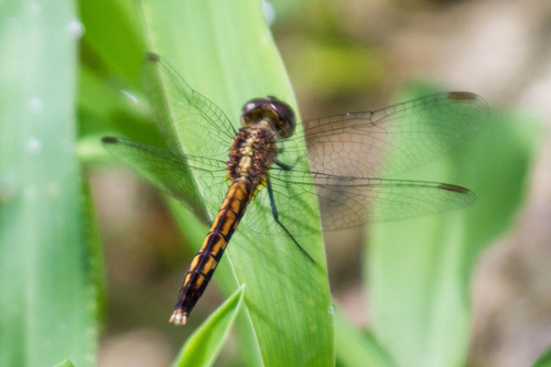 Little Blue Dragonlet