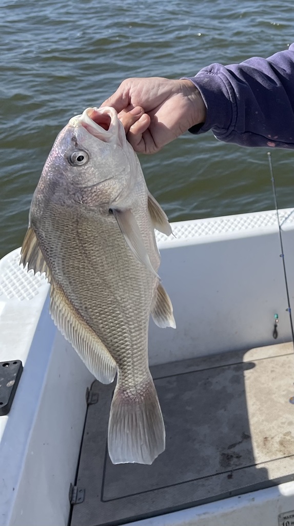 Freshwater Drum from Central Oklahoma City, Oklahoma City, OK, USA on ...