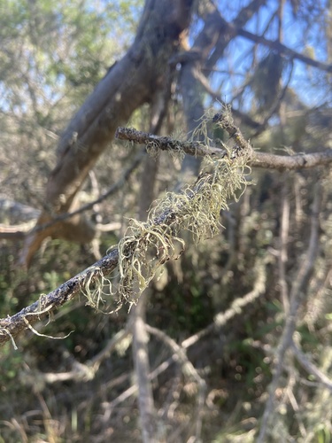 iNaturalist observation photo of bushy lichens, sea-fog lichens, and allies