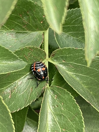 iNaturalist observation photo of Harlequin Bug