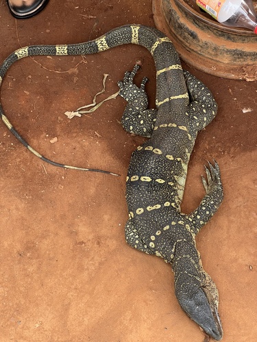 Nile Monitor