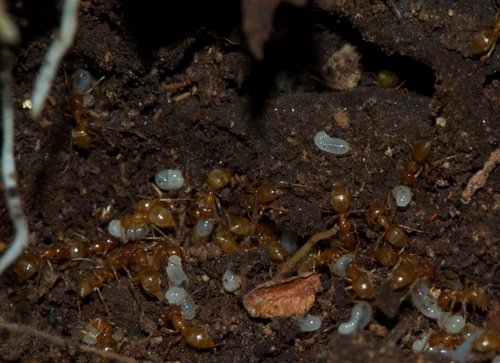 钝眼尼氏蚁Nylanderia amblyops