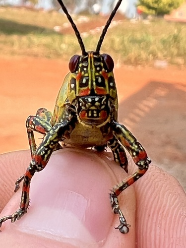 Variegated grasshopper