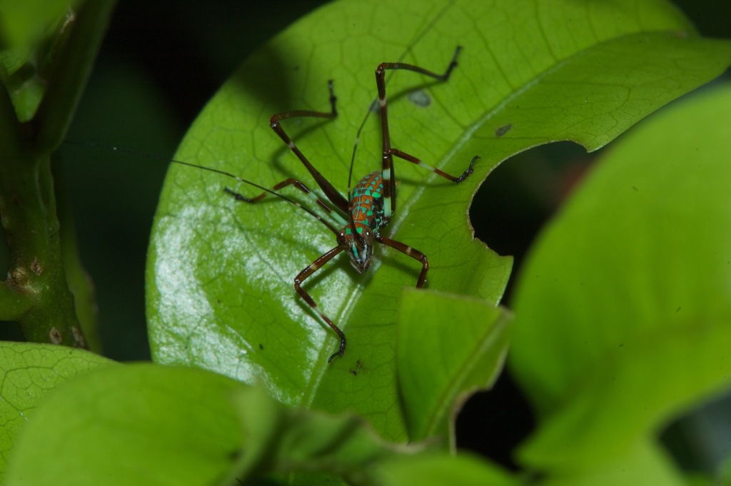 Leaf Katydids from Analamanga, Madagascar on October 16, 2011 at 11:04 ...