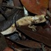 Domergue's Leaf Chameleon - Photo (c) Len deBeer, all rights reserved, uploaded by Len deBeer