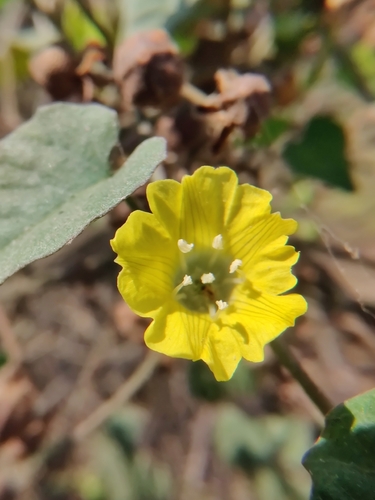 Ivy-like Merremia