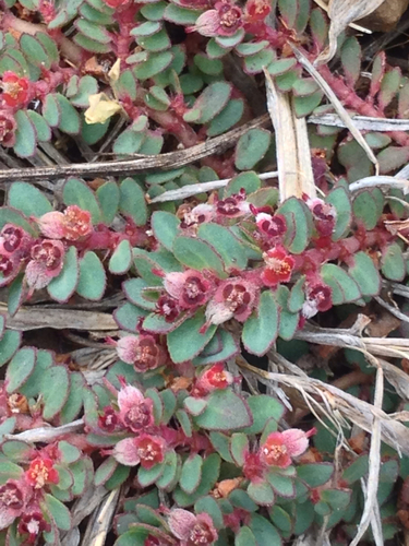 Euphorbia picachensis