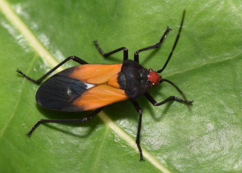 Oncopeltus sordidus (Dallas, 1852)