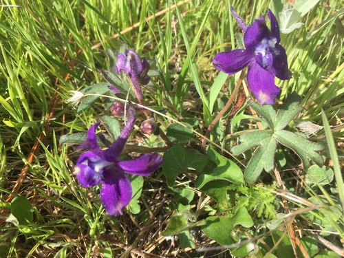 Delphinium decorum ssp. tracyi