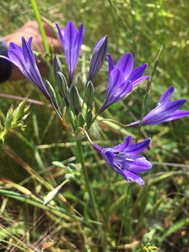 iNaturalist observation photo of Ithuriel's Spear