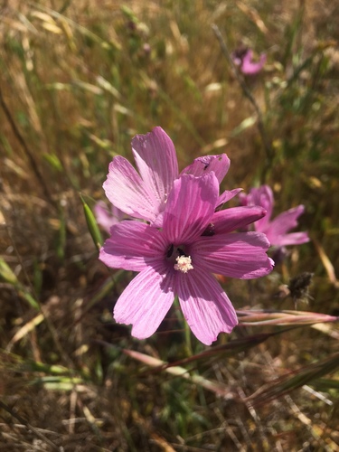 iNaturalist observation photo of checkerbloom
