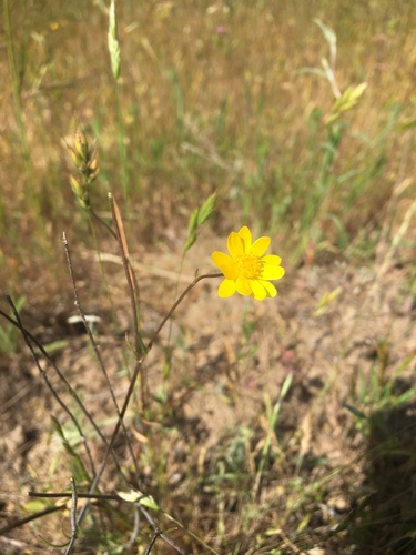 iNaturalist observation photo of California buttercup