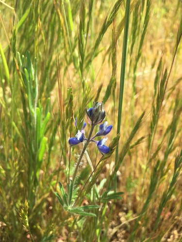 iNaturalist observation photo of Miniature Lupine