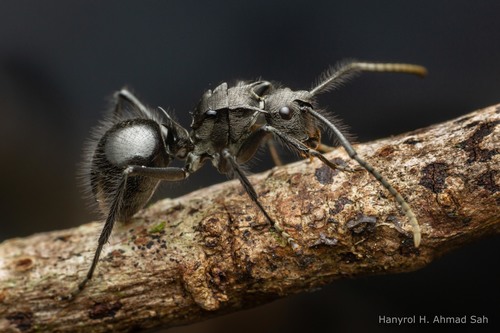 Polyrhachis nigropilosa