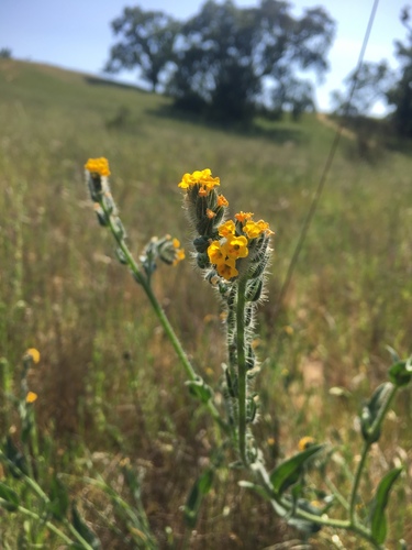 iNaturalist observation photo of Common Fiddleneck