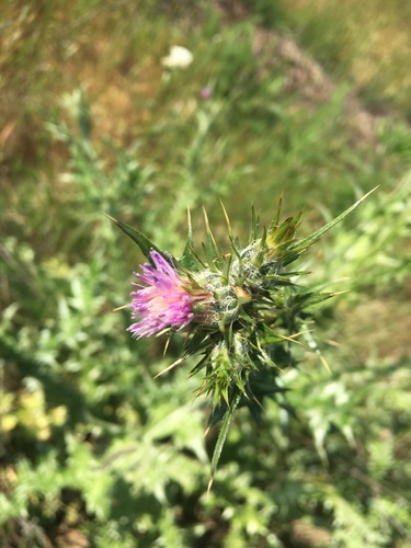 iNaturalist observation photo of Italian thistle