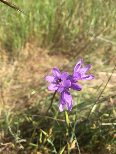 iNaturalist observation photo of Brodiaea subfamily