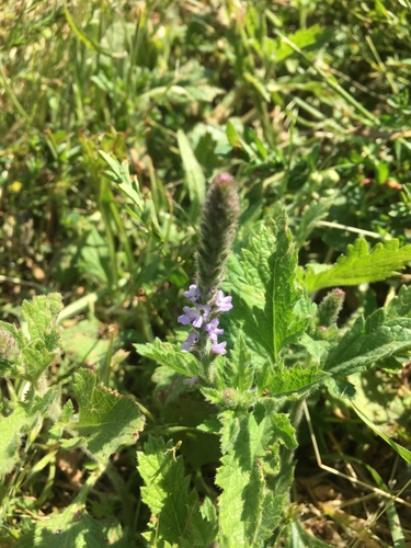 iNaturalist observation photo of western vervain