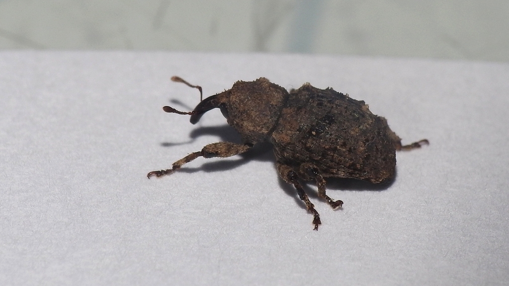 Colobodes rotundicollis from 碧湖步道 on February 22, 2022 at 04:24 PM by ...