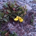 Calceolaria lagunae-blancae - Photo (c) Matias Baranzelli, όλα τα δικαιώματα διατηρούνται, uploaded by Matias Baranzelli