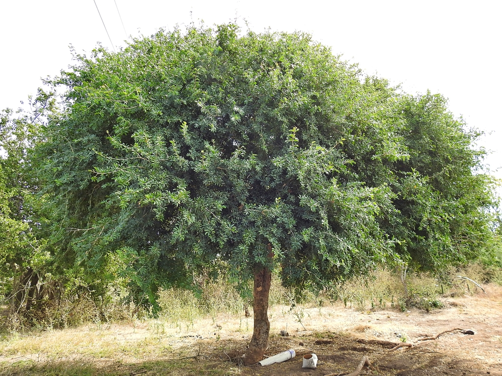 guayacan from San Ignacio, Sin., México on February 19, 2022 at 12:14 ...