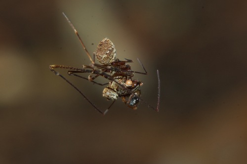 Eriauchenus workmani