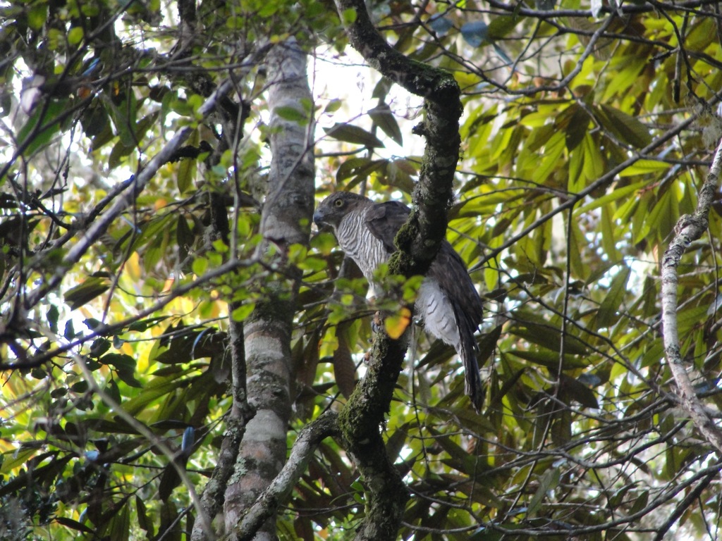 Madagascar Serpent-Eagle in February 2011 by Len deBeer · iNaturalist