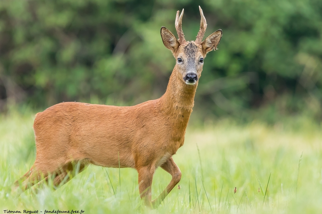 Corça (Capreolus capreolus) - cervídeo europeu