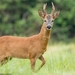 Western Roe Deer - Photo (c) Titouan Roguet, all rights reserved, uploaded by Titouan Roguet
