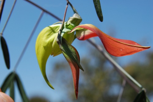 Crotalaria grevei