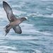 Sooty Shearwater - Photo (c) Titouan Roguet, all rights reserved, uploaded by Titouan Roguet