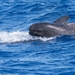Long-finned Pilot Whale - Photo (c) Titouan Roguet, all rights reserved, uploaded by Titouan Roguet