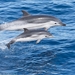 Striped Dolphin - Photo (c) Titouan Roguet, all rights reserved, uploaded by Titouan Roguet