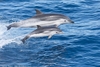 Striped Dolphin - Photo (c) Titouan Roguet, all rights reserved, uploaded by Titouan Roguet