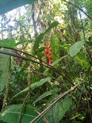 Heliconia lankesteri image