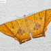 Thinopteryx crocoptera - Photo (c) Natthaphat Chotjuckdikul, όλα τα δικαιώματα διατηρούνται, uploaded by Natthaphat Chotjuckdikul