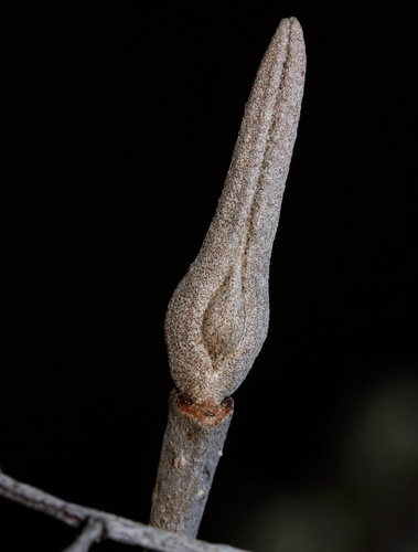northern wild raisin