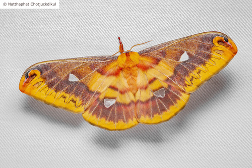 Nathha Insect Photo 180470027, (c) Natthaphat Chotjuckdikul, all rights reserved ...