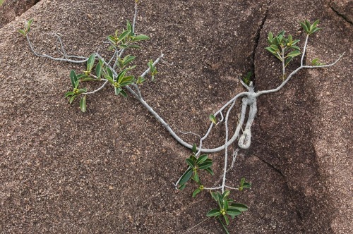 Ficus menabeensis