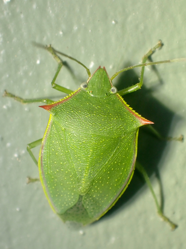Loxa flavicollis (Drury, 1773)