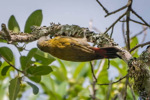 Olive Woodpecker