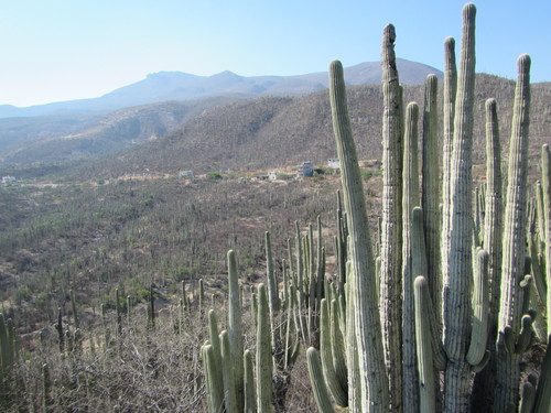 Cephalocereus tetetzo