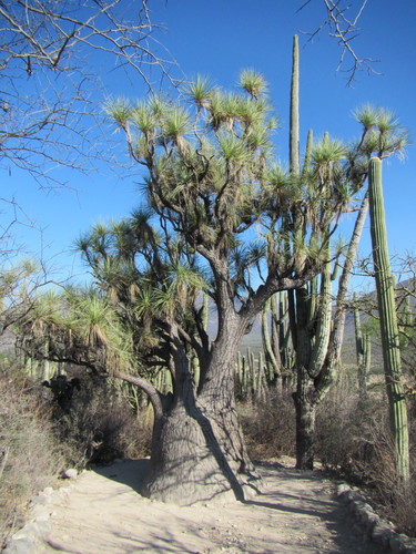 Mexican Pony Tail Palm