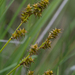 Dioecious Sedge - Photo (c) blue543, all rights reserved, uploaded by blue543